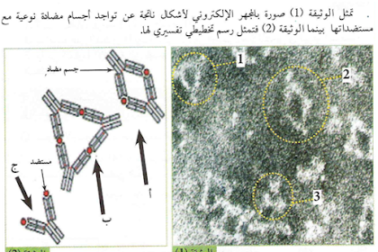 تعريف الجسم المضاد ومولد الضد