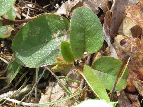 trailing arbutus