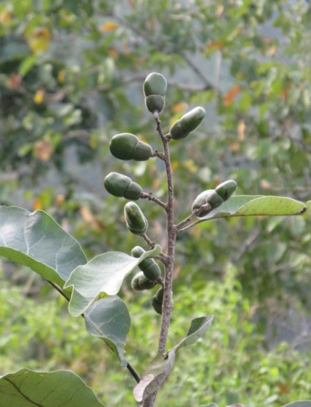 Семекарпус анакардиум (Semecarpus anacardium)