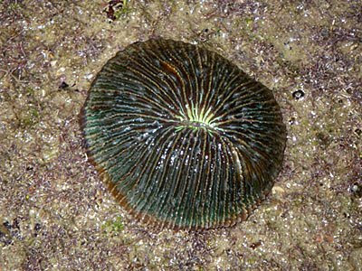 Mushroom corals (Fungia sp.)