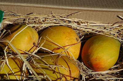 Alphonso mangoes surrounded by straw