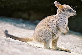 Funny animals of the week - 31 January 2014 (40 pics), cute baby wallaby