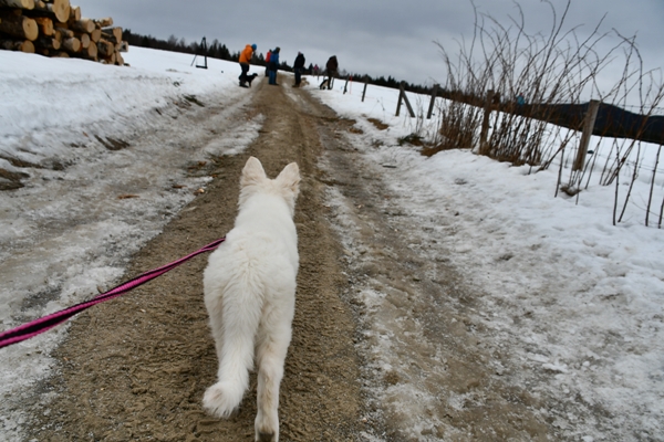 hvit gjeterhund