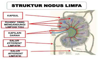 Nodus Limfa