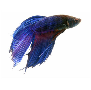 funny fish names. betta Names, funny and why