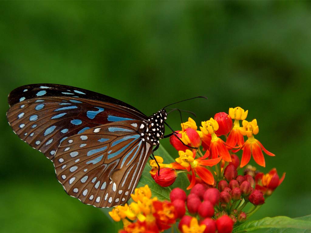 Beautyful+nature+wallpaper+-+nature+scenery+-+a+butterfly+perched+on+a ...