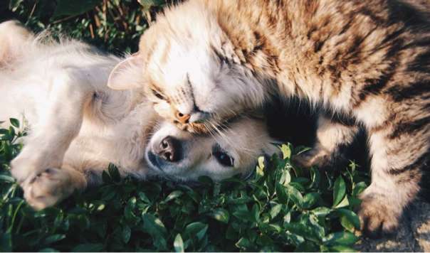 Can I Have a Pet at Uni and What is the New Model Tenancy Agreement?