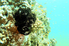 Akabe Akabe'de Tüplü Dalış, Akabe, Ürdün, tüplü dalış, scuba diving, Kızıldeniz, vizesiz tatil, Aqaba Sharks Bay Divers, anemon, deniz kaplumbağası, batık, dil balığı, taş balığı, lipsoz, mercan
