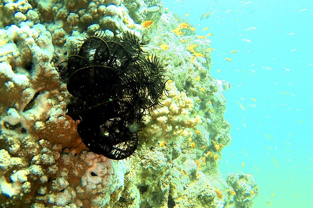 Akabe'de Tüplü Dalış, Akabe, Ürdün, tüplü dalış, scuba diving, Kızıldeniz, vizesiz tatil, Aqaba Sharks Bay Divers, anemon, deniz kaplumbağası, batık, dil balığı, taş balığı, lipsoz, mercan