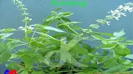 Daun kemangi untuk pengobatan herbal dan sebagai daun untuk lalapan