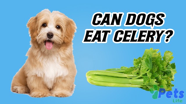  Can Dogs Eat Celery? A Comprehensive Guide to Celery in Your Canine Companion's Diet