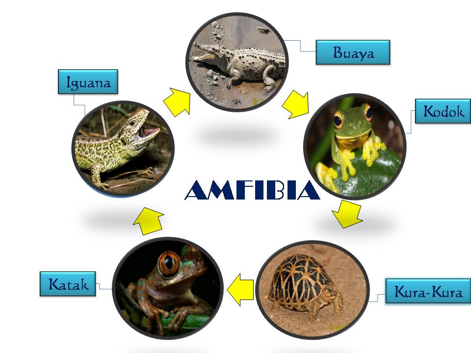 MeNgEnALi JeniS HaIwAn : Amfibia