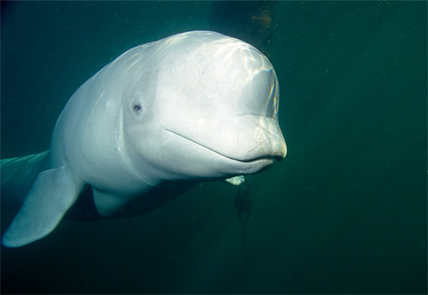 beluga whale drawing. eluga whale skeleton