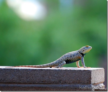 6.desert spiny lizard