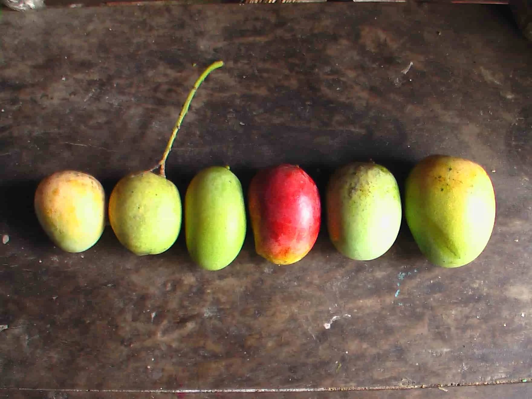 types-of-mangoes