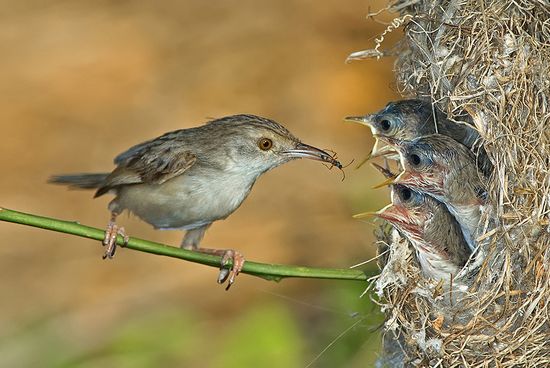 beautiful pictures of birds