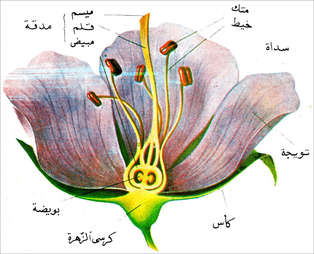 بحث عن تكاثر النباتات