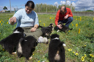 Cachorros Pastor Australiano