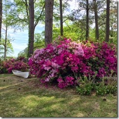 Elizabeth City Azaleas 1