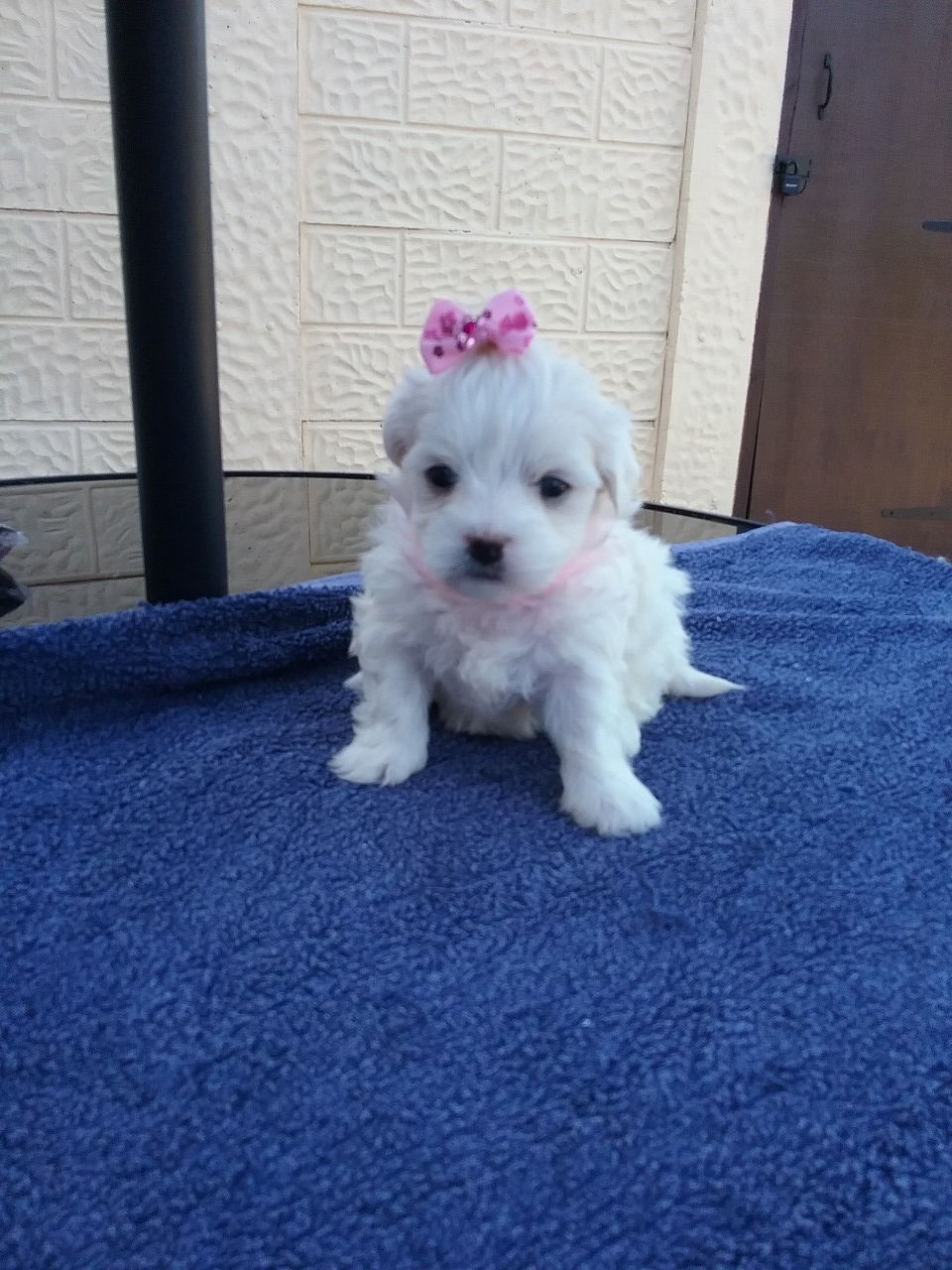 Pure Breed Maltese Puppies For Sale +1(337) 603-0249: maltese puppies for sale craigslist