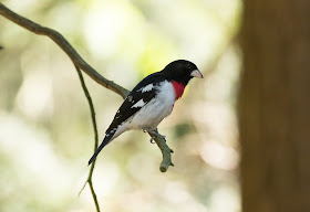 Rose-breasted Grosbeak - Hartwick Pines, Michigan, USA