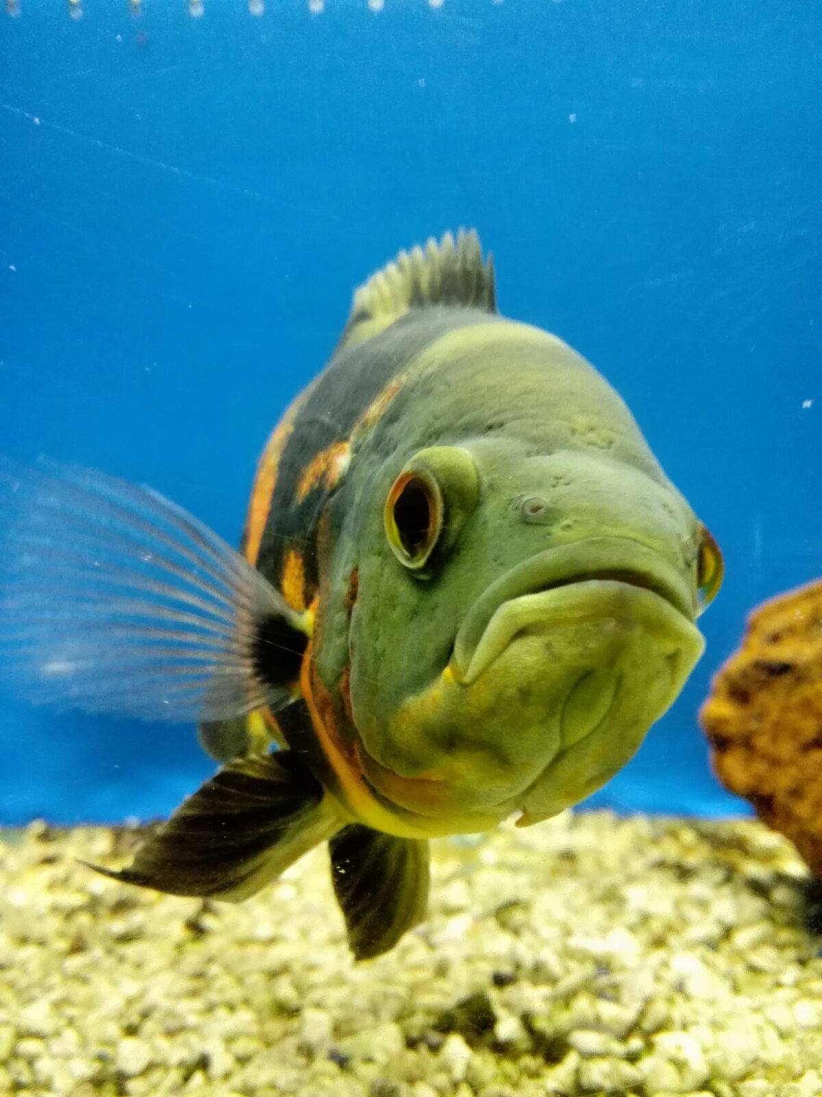 L Astronotus Ocellatus o "Pesce Oscar" ¨ un pesce d acqua dolce appartenente alla famiglia dei Ciclidi E molto diffuso in natura dal Brasile