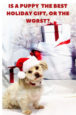 Why a puppy can be the worst Christmas gift   Should I get a puppy for Christmas? Christmas dog, Christmas gifts, Puppies, Adopt a dog