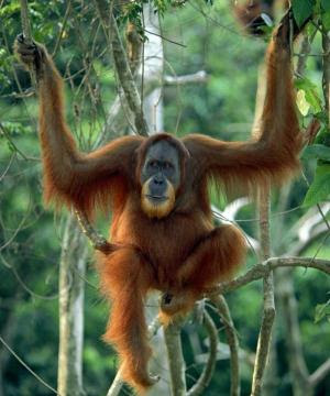 orangutan pics older hanging in tree in jungle