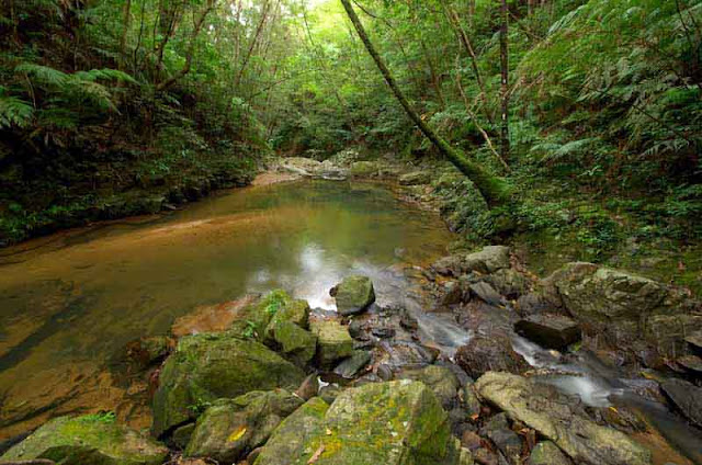 stream leading to waterfall in jungle