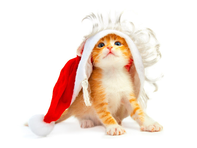 download besplatne Božićne pozadine za desktop 1600x1200 životinje mačka čestitke blagdani Merry Christmas