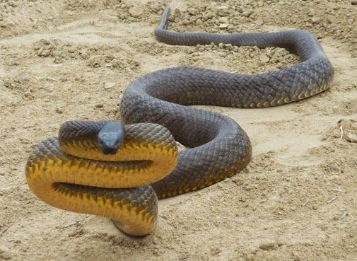Most Dangerous and Venomous Snakes in the World..