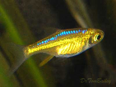 Neon Green Rasbora