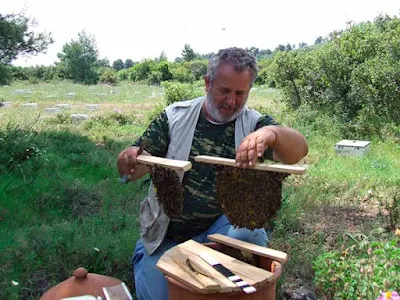Επαγγελματική μελισσοκομία με βελτιωμένες παραδοσιακές κυψέλες κινητής κηρήθρας