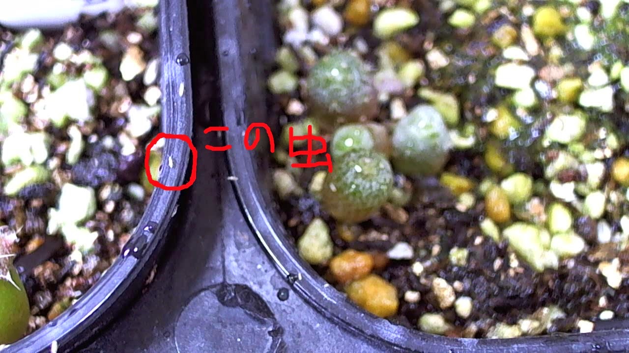 元の観葉 植物 白い 虫 最高の花の画像