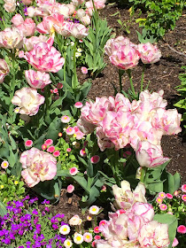 tulip festival - thanksgiving point - all things belle