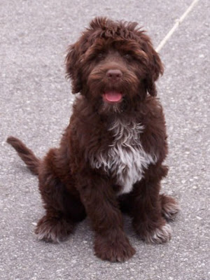     labradoodle dog  bo obama dog    labradoodle