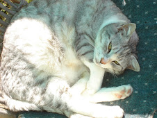 Kitty