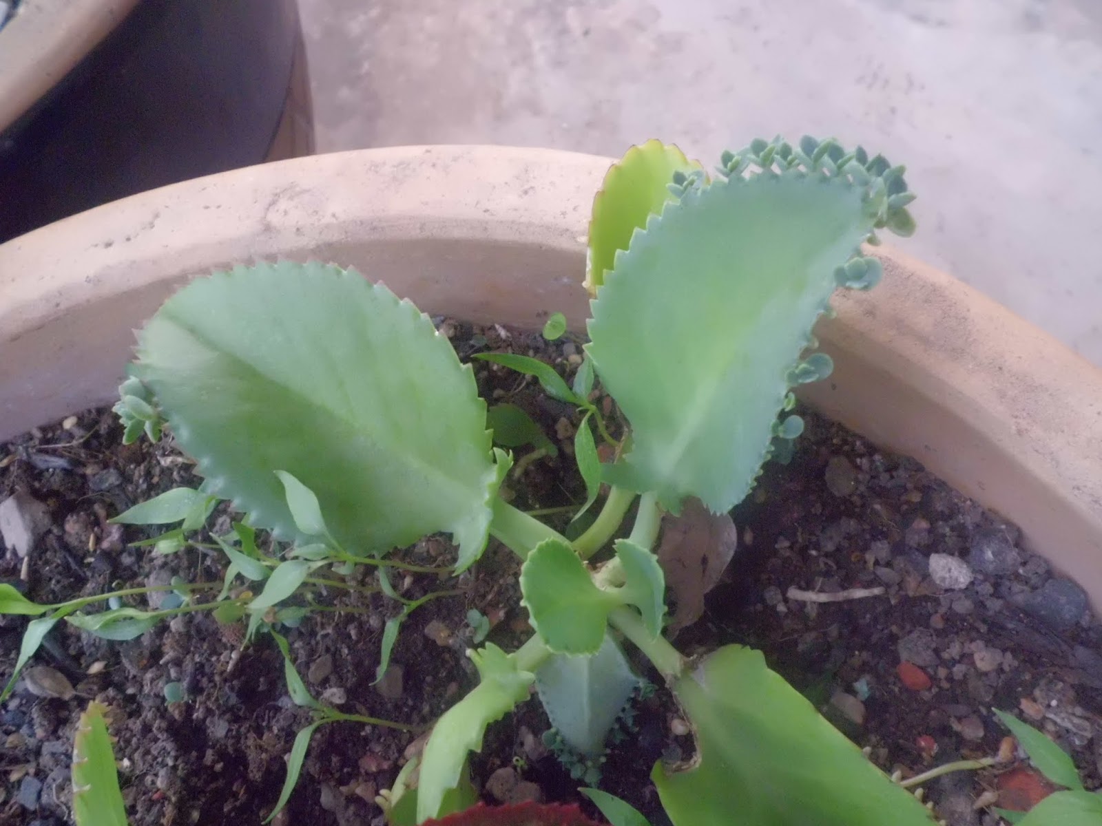 Hannashaindah: Pokok-pokok herba & bunga Ibu saya.