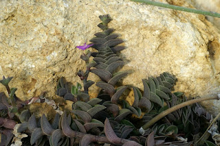 Callisie naviculaire - Callisia navicularis - Tradescantia navicularis 