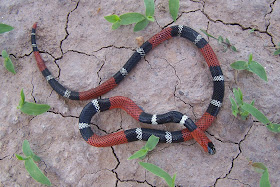 Serpiente de coral Argentina Micrurus pyrrhocryptus