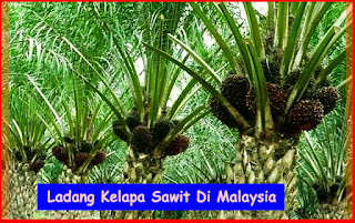 Saiz Keluasan Ladang Kelapa Sawit Di Malaysia