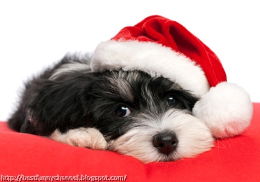 Sweet Christmas puppy.  