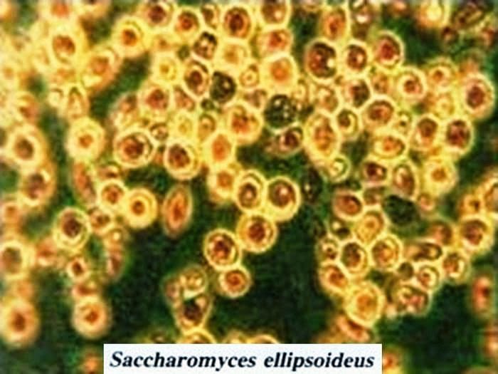 Gambar Image Gallery Saccharomyces Ellipsoideus Gambar 