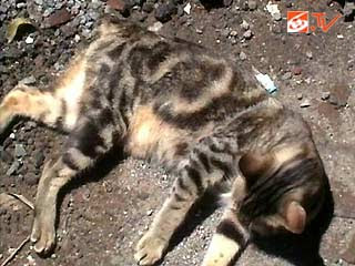 foto kucing misterius di Bone