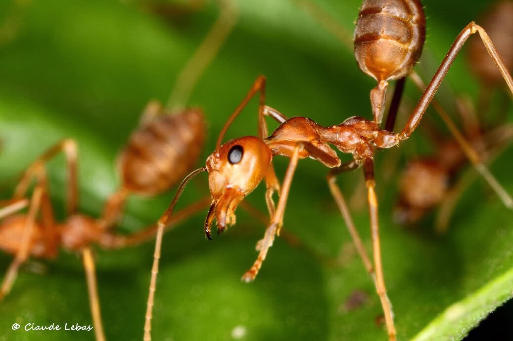 http://fourmis-laos.blogspot.fr/2014/02/oecophylla-smaragdina.html