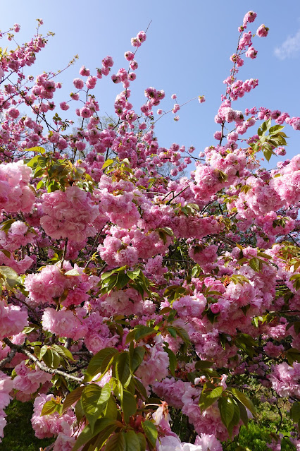 鳥取県西伯郡伯耆町小林 マウンテンストリームきしもと ヤエザクラ（八重桜）