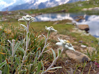 Edelweiss