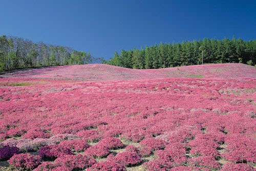 Campo de flores púrpuras - Purple flowers field