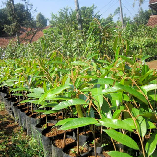 bibit durian matahari produk unggul siap kirim Sumatra Barat