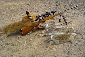 Funny Cat Pictures With Guns